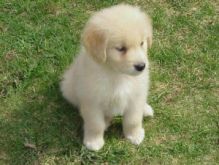 Adorable Golden Retriever Puppy For Adoption