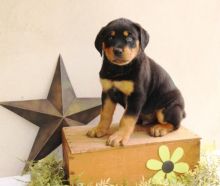 Adorable Rottweiler Pups Available Email at ⇛⇛[brookthomas490@gmail.com]