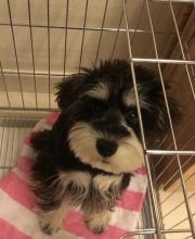 Beautiful Litter of Miniature schnauzers looking for a good home