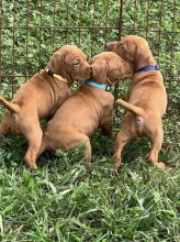 Beautiful Vizsla Puppies I currently have both male and female Vizsla puppies