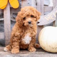 Charming ✔ ✔ Cavapoo Puppies Now Ready For Adoption 💕Delivery possible🌎