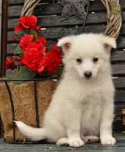 C.K.C MALE AND FEMALE American Eskimo PUPPIES AVAILABLE