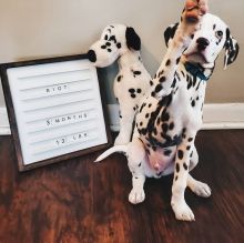 C.K.C MALE AND FEMALE DALMATIAN PUPPIES AVAILABLE
