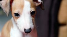 C.K.C MALE AND FEMALE ITALIAN GREYHOUND PUPPIES AVAILABLE