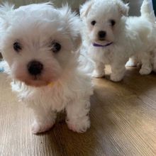 Cute Maltipoo Puppies Are Ready For Rehoming