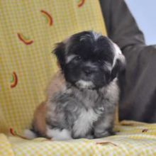 Cutest and Loving Lhasa Apso Puppies For Sale 💕Delivery possible🌎