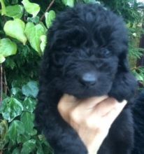 Excellent Newfoundland puppies for adoption 💕Delivery possible🌎