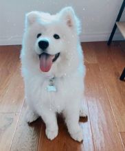 Gorgeous Samoyed Puppies Email at ⇛⇛ [brookthomas490@gmail.com]