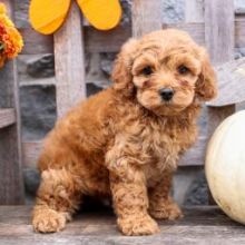 Health Tested Cavapoo Puppies Boy and girl From Kc Parents for sale