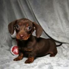 KC Registered Dachshund PUPPIES