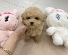 Magnificent Toy Poodle Puppies Available✿✿