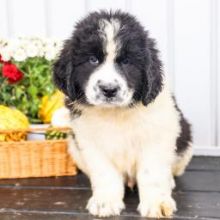 Newfoundland Puppies CKC reg