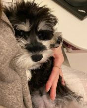 Schnauzer puppies! I have 3 males and 2 females. 💕Delivery possible🌎