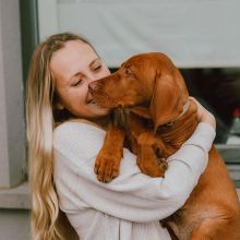 Two Vizsla Puppies Needs a New Family. 💕Delivery possible🌎