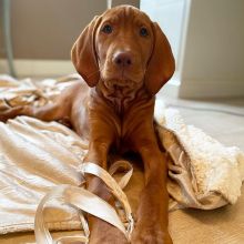 Vizsla puppies 💕Delivery possible🌎