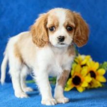 we have adorable Cavapoo puppies for adoption✿✿ Email at ⇛⇛ [brookthomas490@gmail.com]