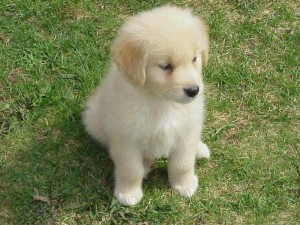 Adorable Golden Retriever Puppy For Adoption Image eClassifieds4u