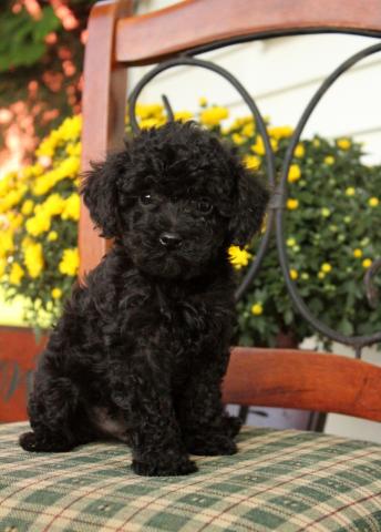 Cavapoo Puppies Available 💕Delivery possible🌎 Image eClassifieds4u
