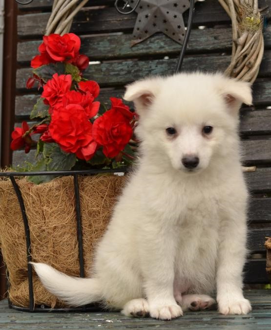 C.K.C MALE AND FEMALE American Eskimo PUPPIES AVAILABLE Image eClassifieds4u