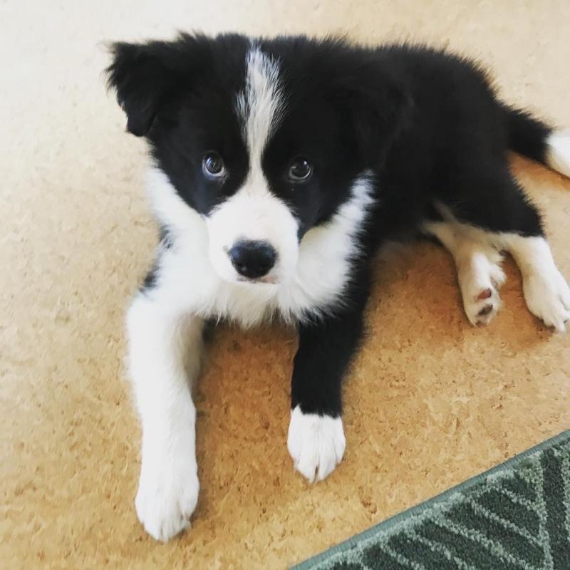 C.K.C MALE AND FEMALE BORDER COLLIE PUPPIES AVAILABLE Image eClassifieds4u