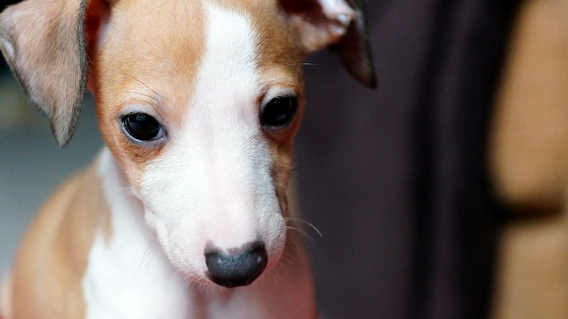C.K.C MALE AND FEMALE ITALIAN GREYHOUND PUPPIES AVAILABLE Image eClassifieds4u
