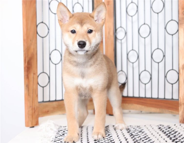 Cute Shiba Inu Puppies✿✿ Email at ⇛⇛ [brookthomas490@gmail.com] Image eClassifieds4u