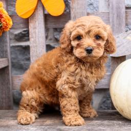 Health Tested Cavapoo Puppies Boy and girl From Kc Parents for sale Image eClassifieds4u
