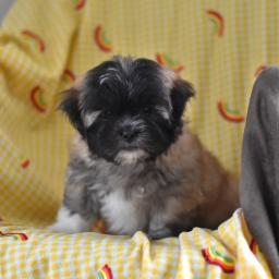 Kc Parti Lhasa Apso Puppies Ready EMAIL AT ⇛⇛ [brookthomas490@gmail.com] Image eClassifieds4u