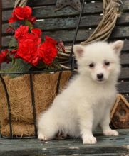 ❤️❤️ American Eskimo Puppies ❤️❤️ Girl & Boy ❤️ ❤️ 💕Delivery possible🌎 Image eClassifieds4U