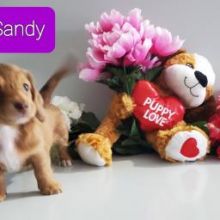 🐶🐶 C.K.C MALE 🐶 FEMALE 🐶 DACHSHUND PUPPIES $650 🐶🐶 Image eClassifieds4U