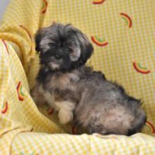Stunning Quality Lhasa Apso puppies available [brookthomas490@gmail.com] Image eClassifieds4U