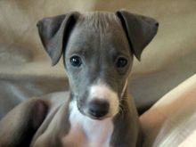 AFFECTIONATE C.K.C ITALIAN GREYHOUND PUPPIES FOR ADOPTION Image eClassifieds4U