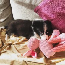 Beautiful Boys And Girls Border collie puppies for adoption Image eClassifieds4U