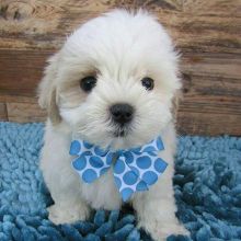 Beautiful Maltipoo puppies Available Image eClassifieds4U