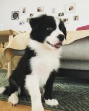 C.K.C MALE AND FEMALE BORDER COLLIE PUPPIES AVAILABLE Image eClassifieds4u 2