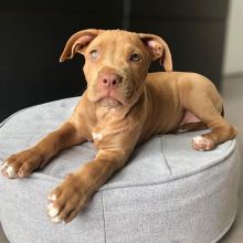 Cute Lovely Blue Nose Pitbull Puppies Male and Female✿✿ Email at brookthomas490@gmail.com Image eClassifieds4U