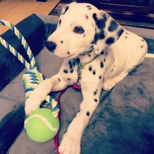 Dalmatian puppies ready email us at[ brookthomas490@gmail.com ] 💕Delivery possible🌎 Image eClassifieds4U