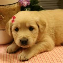 Excellent Golden Retriever Puppies💕Delivery possible🌎 Image eClassifieds4U