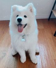Gorgeous Samoyed Puppies Email at ⇛⇛ [brookthomas490@gmail.com] Image eClassifieds4U