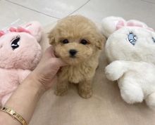 Magnificent Toy Poodle Puppies Available✿✿ Image eClassifieds4U