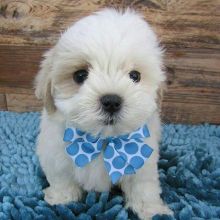 Maltipoo Puppies Available 💕Delivery possible🌎 Image eClassifieds4U