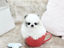 T-Cup Pomeranian puppies Email at ⇛⇛ [brookthomas490@gmail.com] Image eClassifieds4U