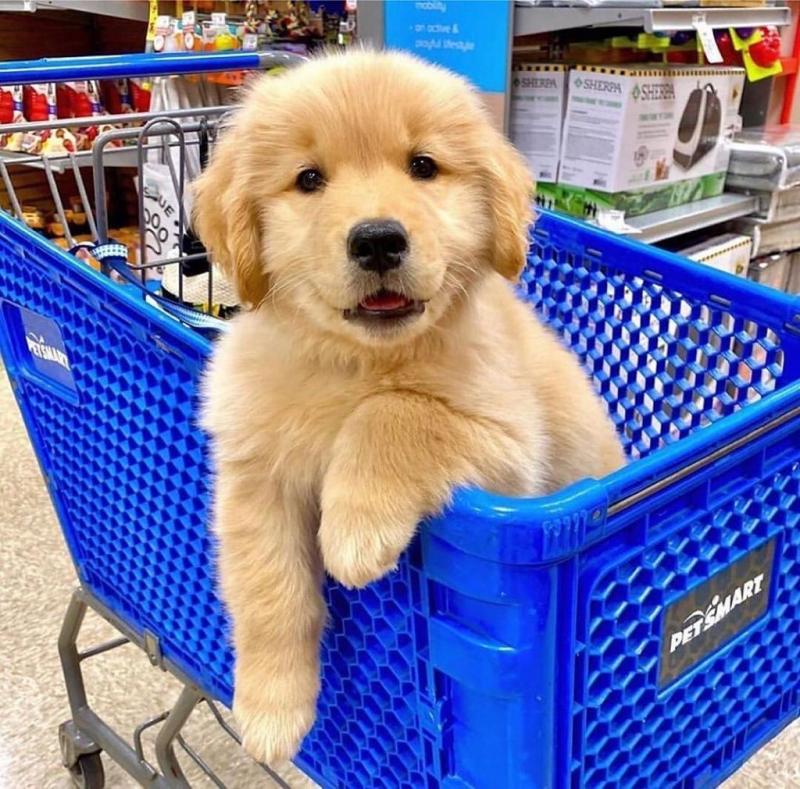 Male and female Golden Retriever puppies available 💕Delivery possible🌎 Image eClassifieds4u