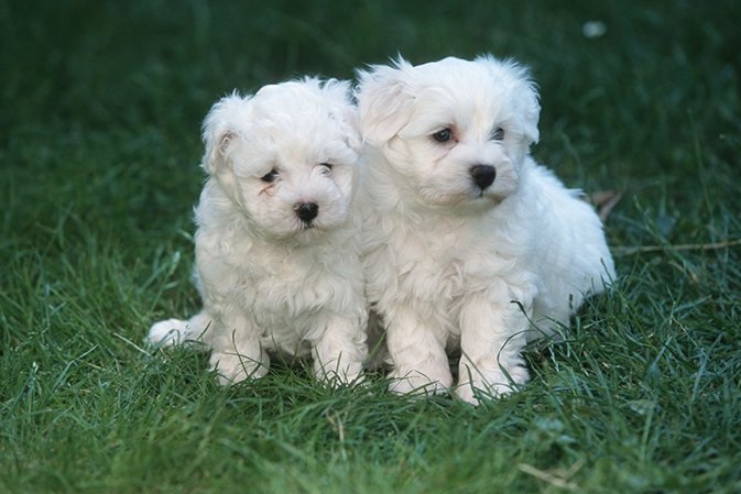 Apple-Head Maltese Puppies Image eClassifieds4u