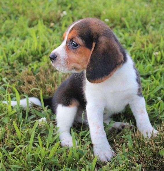 C.K.C MALE AND FEMALE BEAGLE PUPPIES AVAILABLE Image eClassifieds4u