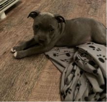MALE AND FEMALE PITBULL PUPPIES FOR ADOPTION Image eClassifieds4U
