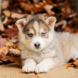 12 weeks old Pomsky Pups *Trained*￼￼Email at ⇛⇛ [brookthomas490@gmail.com] Image eClassifieds4u