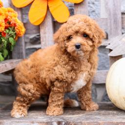 Cavapoo Puppies Boy and girl From Kc Parents for sale EMAIL#: [brookthomas490@gmail.com] Image eClassifieds4u