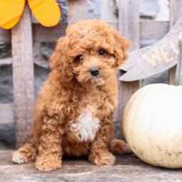 ❤️❤️ Charming ✔ ✔ Cavapoo Puppies ❤️❤️ Now Ready For Adoption Image eClassifieds4u