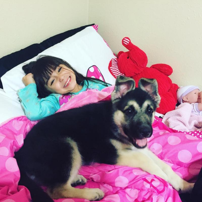 ￼❤️❤️ CKCQuality German Shepherd puppies for sale￼❤️❤️ Image eClassifieds4u